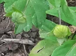 Image result for Sida chrysantha