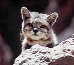 Spesis kucing yang dikenali sebagai andean mountain cat atau nama saintifiknya leopardus jacobita merupakan kucing kecil yang jarang dijumpai. The Andean Mountain Cat Beautiful Small Wild And Very Rare Mountain Dwelling Cat Photograph Brought To You By Hdw Enterprises Foothill Felines Bengals
