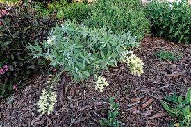 Image result for Indigofera fulvopilosa