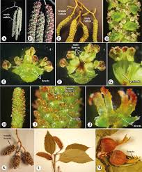 Image result for Juglandaceae