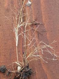 Image result for Eragrostis pilosa