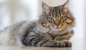 Micho Kedi Mamasi Ve Mito Kedi Mamasi Temizmama Suzionline