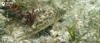 Everything you need to know about the word caulker as related to scrabble, wwf and other word games. Snorkeling The Split Caye Caulker Belize