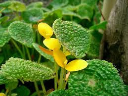 Image result for Begonia scutifolia