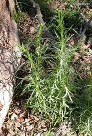 Artemisia Dracunculus Botany Herbs Plants