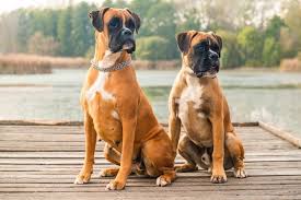 What Are Male Dogs Called? Vet Reviewed ...