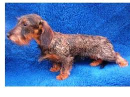 Image result for jezevčík drsnosrstý