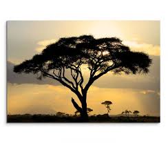 Sieh dir an, was katja (akazienbaum) auf pinterest, der weltweit größten sammlung von ideen, entdeckt hat. 120x80cm Wandbild Afrika Akazie Baum Sonnenuntergang Sinus Art Einzigartige Designs Geschenke Wandbilder Wohnaccessoires Zu Fairen Preisen