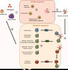 1 The Innate And Adaptive Immune Responses The Innate Immune Responses Download Scientific Diagram