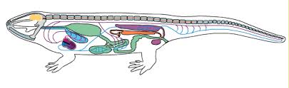 Die inneren organe vieler praktizierender wurden ernsthaft verletzt. Die Inneren Organe Der Wirbeltiere Am Beispiel Eines Amphibs Lurch Diagram Quizlet