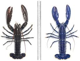 Can be hard to find (check specialty stores or. Frontiers What S The Story With Blue Steak On The Unexpected Popularity Of Blue Foods Psychology