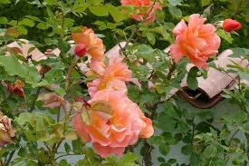 Allgemeine informationen rund um das thema rose finden sie darüber hinaus hier. 70 Free Westerland Sylt Photos Pixabay