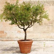 Arbequina Olive Tree Arbequina Olive Tree Olive Tree Plants