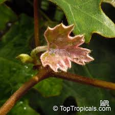 Image result for Rhoicissus tomentosa