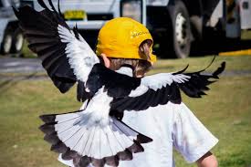 Apr 08, 2015 · the magpie is a persistent, noisy and conspicuous predator, he says. Magpie Swooping A Playful Game Of Cat And Mouse Between Boy And Feathered Friend Abc News
