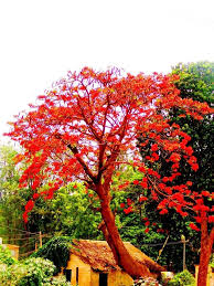 Cerasus.they are also known as japanese cherry and sakura (桜 or 櫻; May Flower Tree In Full Bloom Bangalore India California Native Plants Urban Tree Flowering Trees