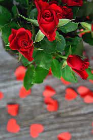 A stunning live wallpaper featuring love season. Love Rose Wallpaper Free Download Flower Flowering Plant Red Garden Roses Floribunda Rose Plant Petal Rose Family Hybrid Tea Rose 1269798 Wallpaperkiss