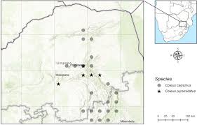 Image result for Coleus calycinus