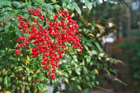 Maybe you would like to learn more about one of these? 5 Reasons You Don T Want Nandina In Your Yard Native Backyards