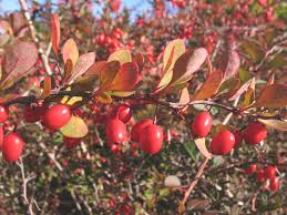 Image result for Berberis thunbergii