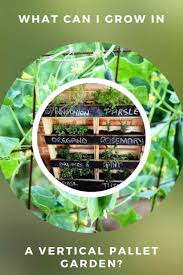 Funky junk interiors shows that even when dismantled, a wood pallet can serve as a stunning design element in the garden. What Can I Grow In A Vertical Pallet Garden 1001 Pallets