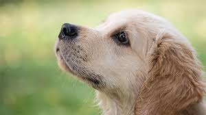 Golden Retriever Kopek Ozellikleri Nelerdir Yavru Golden Cinsi Hakkinda Bilgiler Yasam Haberleri