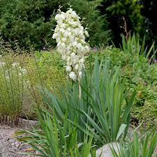 Image result for Buchnera libenii