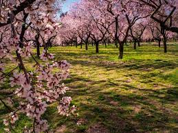 The almond tree grows from 15 to over 30 ft in height; Flowering Pink Almond How To Care For Growing Flowering Almonds