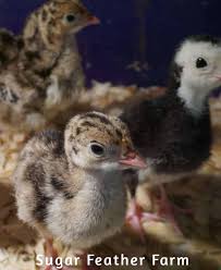 Maybe you would like to learn more about one of these? Narragansett Turkey Sugar Feather Farm
