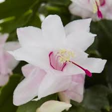 Mix the fertilizer into water at only half the recommended rate. Christmas Cactus Care