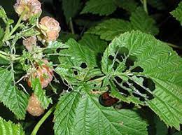 Raspberry leaves are known to be packed with beneficial vitamins, such as b and c. Raspberry Leaves With Holes Raspberry Plants Plant Pests Berry Plants