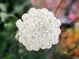 Maybe you would like to learn more about one of these? Are Carrot Tops Poisonous Here S What Science Says Garden Betty