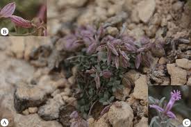 Image result for Polygala persicariifolia