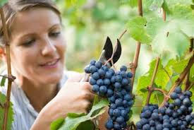 Erin Crabtree (astona420)