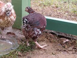 Minimum order of 3 chicks. 11 Wk Old Speckled Sussex Guess The Gender Backyard Chickens Learn How To Raise Chickens