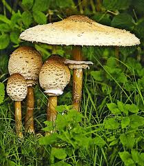 Speise Pilz Parasol 1 Kultur Set Online Kaufen Pilze Essbare Pilze Und Pilze Sammeln