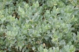 Image result for Atriplex halimus