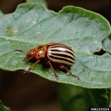 It was in a small goldenrod that came up in the garden. Colorado Potato Beetle