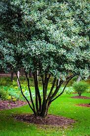 Fragrant Tea Olive Tree Garden Design Landscaping Trees Olive Trees Landscape