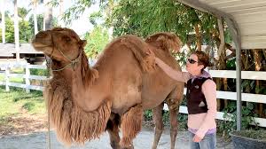 While their speed makes them ideal for racing, it can give a camel rider a remember that camels are calm by nature. Camel Who Had Almost Given Up Finally Runs Free Videos The Dodo