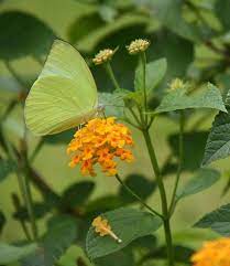 Free Image On Pixabay Lantana Verbenaceae Climber Plant Climber Plants Lantana Beautiful Butterflies