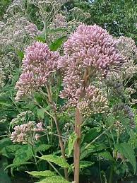 Shades of bright reds, roses, and. Perennials For Season Long Bloom