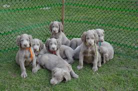 Image result for výmarský dlouhosrstý ohař