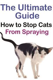 The female cat in heat exhibits many behavioral signs to notify male cats and her owners of her restlessness and pacing of the house or yard. Stop Your Cat Spraying And Soiling In The House Cat Spray Male Cat Spraying Cat Spray Smell
