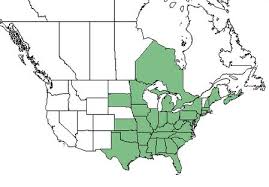 We did not find results for: Smilax Rotundifolia