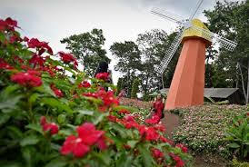 Taman bunga firdaus pertelon,pasirbedil icone wisata baru warunggunung lebak mari berkunjung hanya rp 5000.aja. Taman Bunga Celosia Wisata Nuansa Negeri Belanda Republika Online