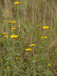 Image result for Anisopappus chinensis