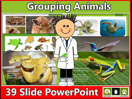 Mammals Powerpoint Ks1 Pets Lovers