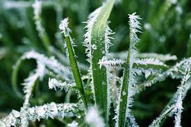 Frost Covered Blades Of Grass Macro Ad Covered Frost Blades Macro Grass Ad Love Background Images Winter Images Grass