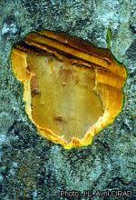 Image result for Pericopsis